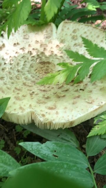 Вот такой гриб мы нашли в лесу 😯🔥