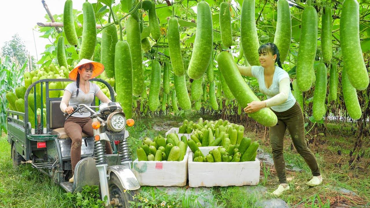 Неугомонная трудяга из Вьетнама. Сбор большого количества тыкв, Продажа на сельском рынке.