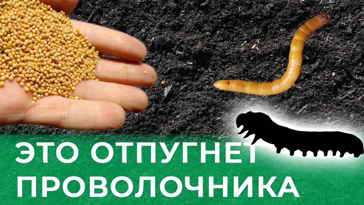 ПРОВОЛОЧНИК БОИТСЯ ЭТОГО КАК ОГНЯ! Лучшее средство от проволочника