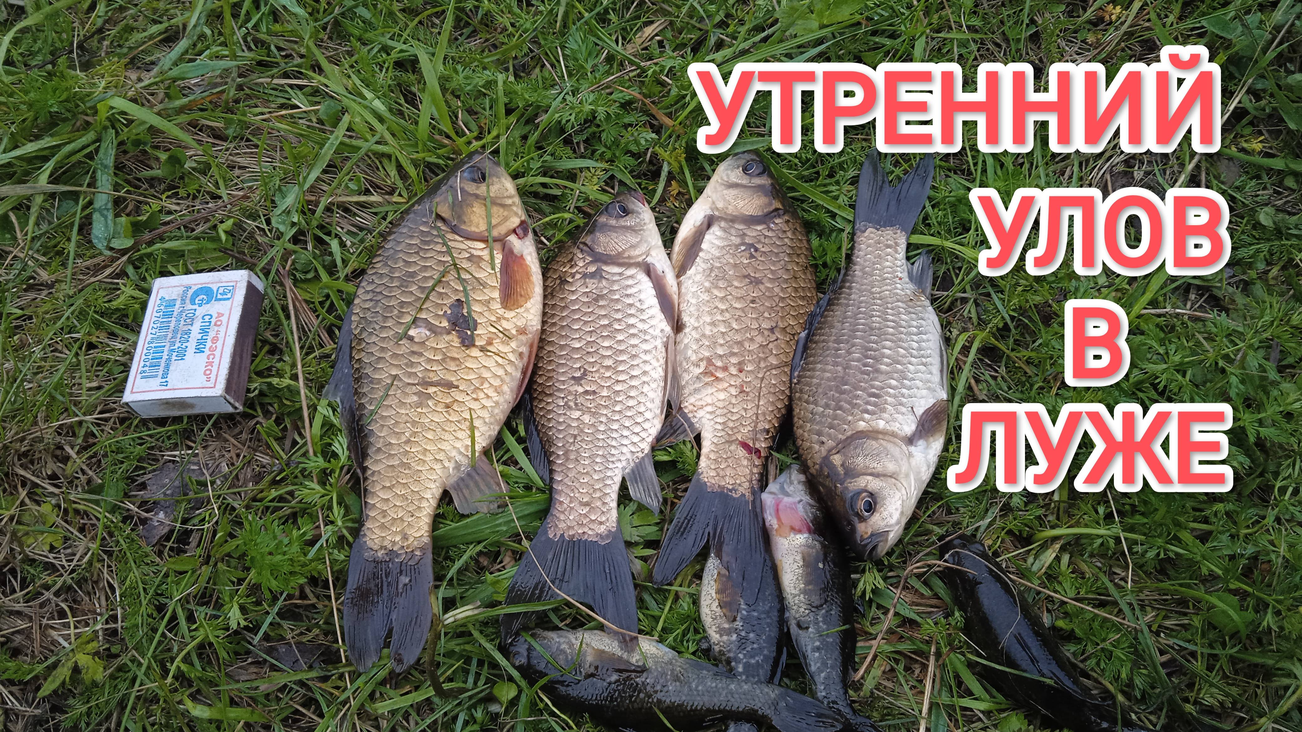 Я не ожидал что в этой луже есть рыба Неожиданный улов Рыбалка в Сибири