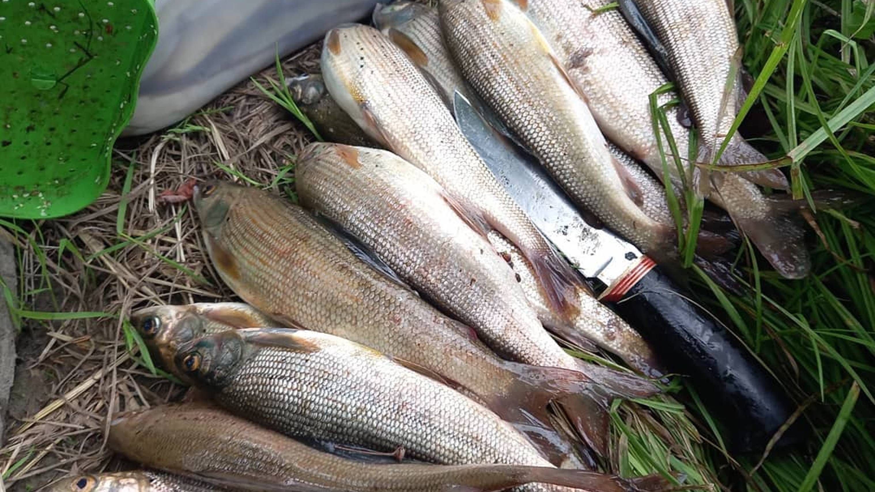 Рыбалка на хариуса на реке Асуг. Видео без монтажа.