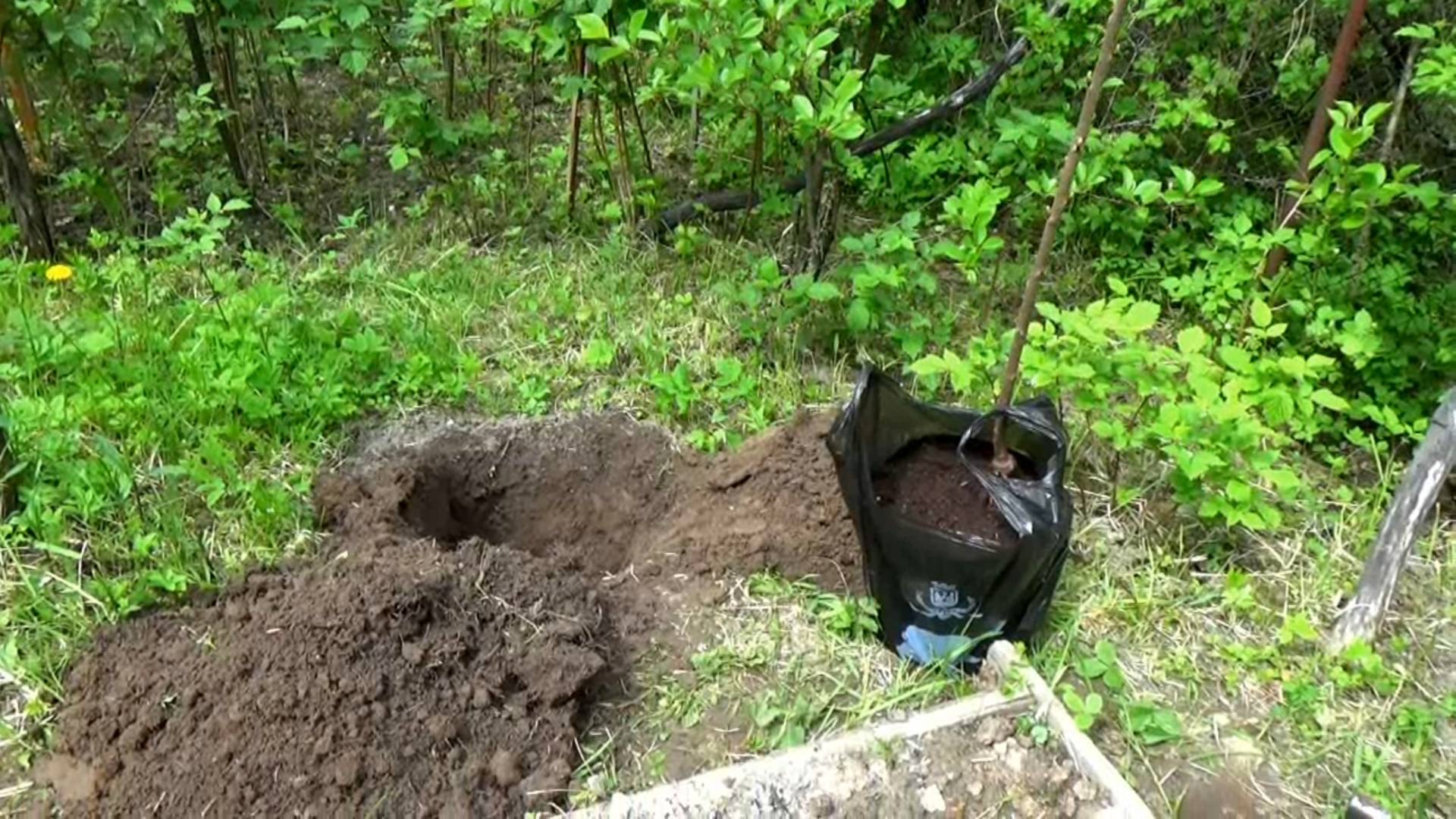 Посадка саженца черешни "Ипуть"