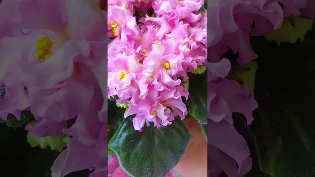 Фиалка сорта KZ-Даночка!