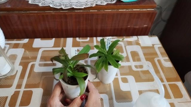 Непентес-растение хищник 💞