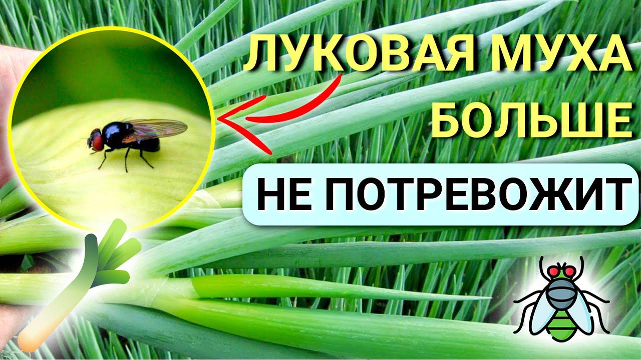 ЛУК будет ЗЕЛЁНЫЙ! Луковая МУХА исчезнет навсегда! Средство от ПОЖЕЛТЕНИЯ и от ВРЕДИТЕЛЕЙ лука