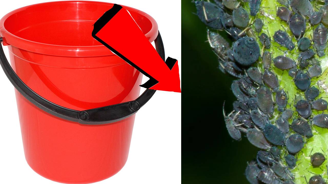 Как избавиться от тли за 3 Секунды!