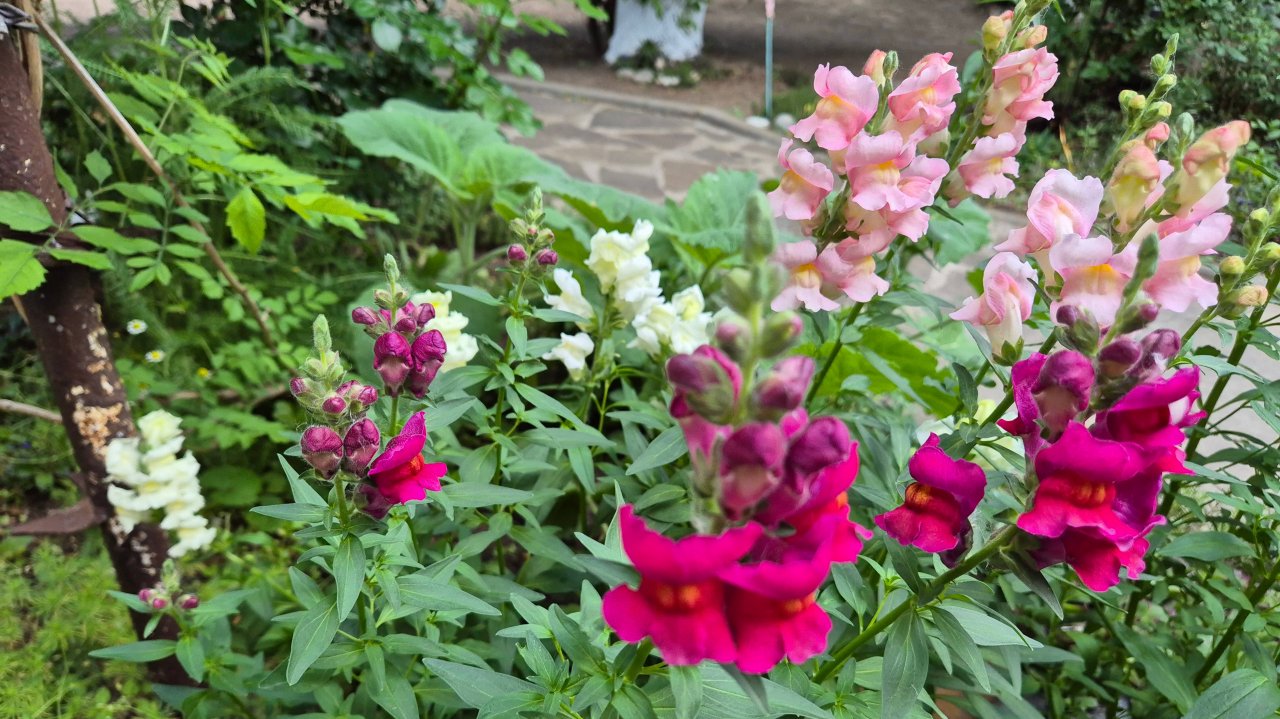 Дача 20 мая. Что цветёт, что растёт, что съела медведка.