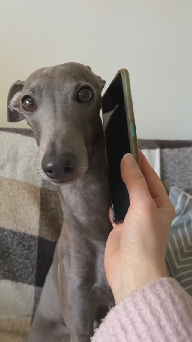 Алло! Полиция!