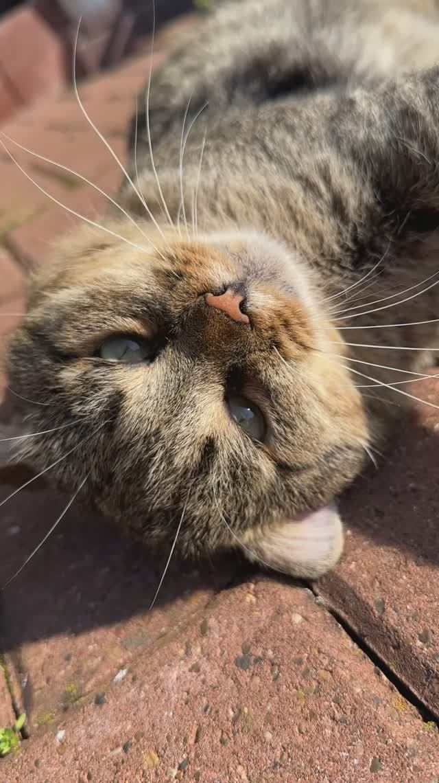 Котик - тепленький животик