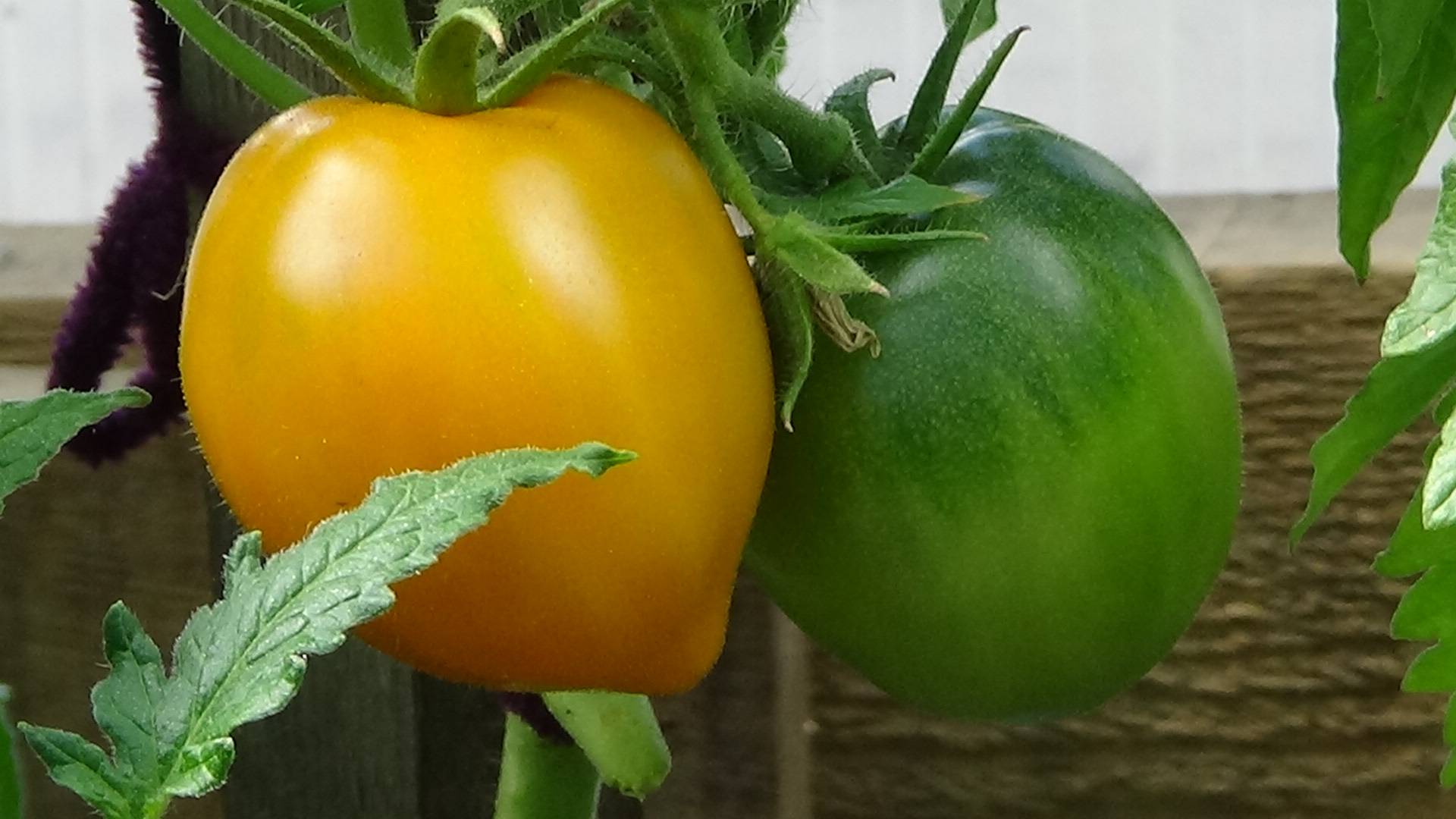 Огурцы в теплице БУЙСТВУЮТ! Поспели 4 сорта томатов. Обзор огорода 20 мая.