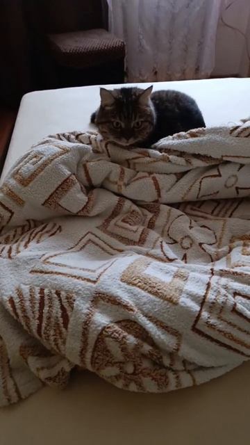 Мог бы за мышами гоняться и за кошками, но тут их нет и приходится спать и спать.