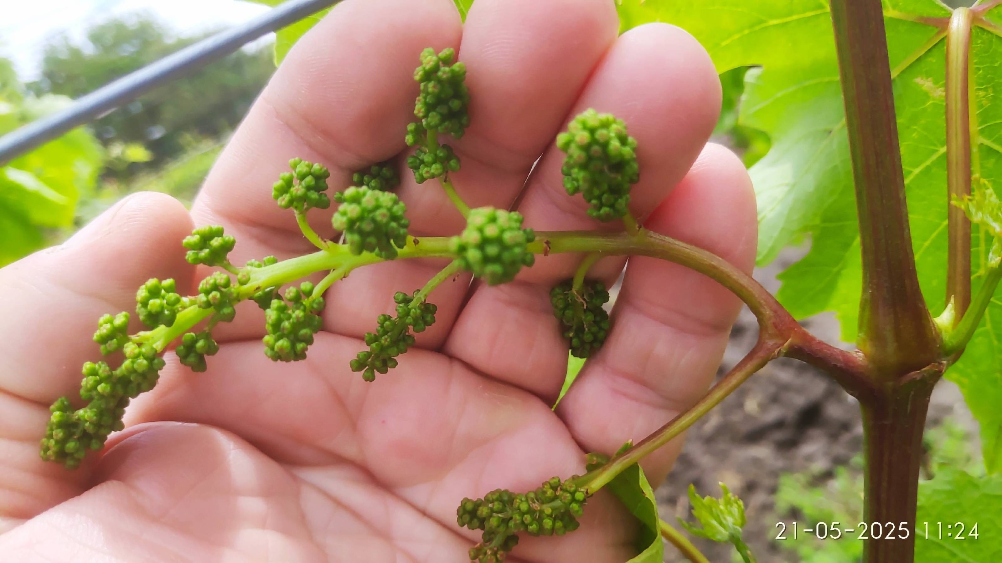 Как заставить плодоносить холостые побеги винограда, как привить куст в отдельный рукав