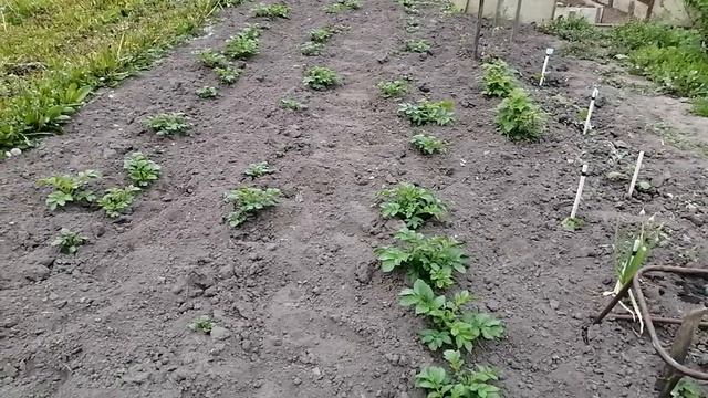 Неравномерные майские всходы картошки.mp4