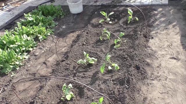 Высадка рассады баклажанов