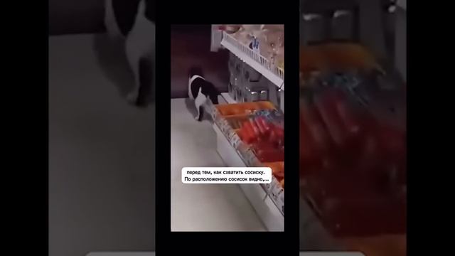 как бездомный котик нашел дом