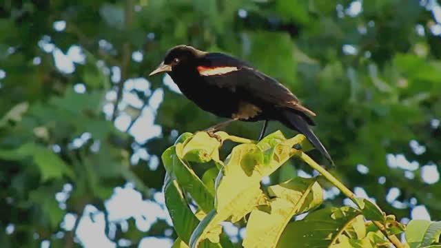 Расслабляющие звуки природы летнего леса