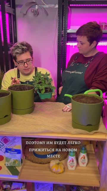 КОГДА ПЕРЕСАЖИВАТЬ ОГУРЦЫ?