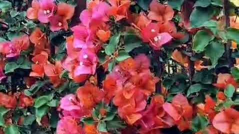 Прогулка по улочкам  цветущей Италии. Смотрите, какая красота!