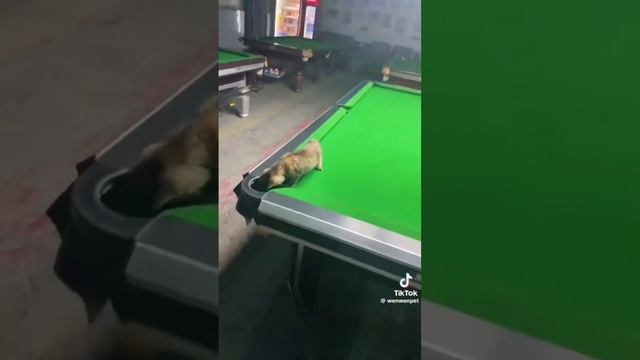 кот-профи в бильярде