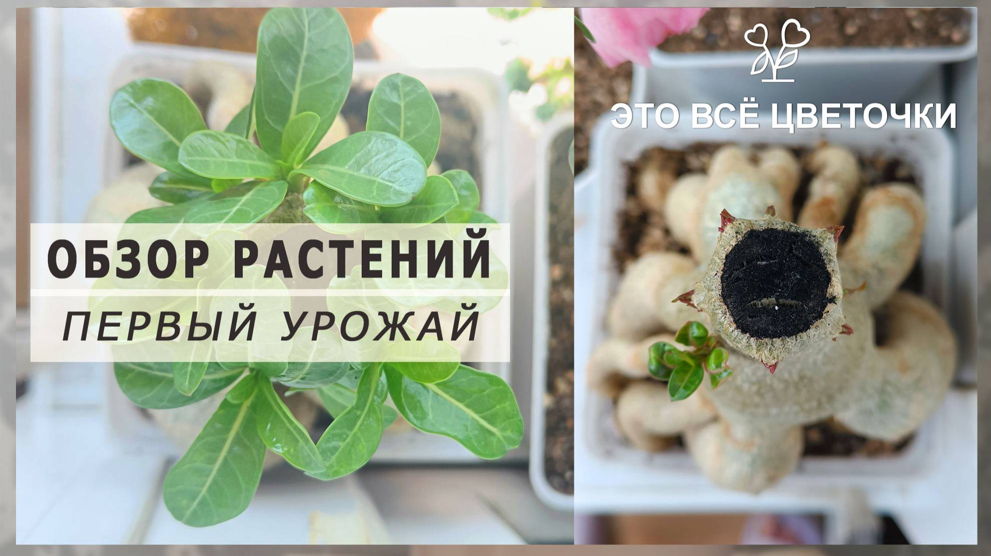 Обзор растений. Первый урожай под угрозой