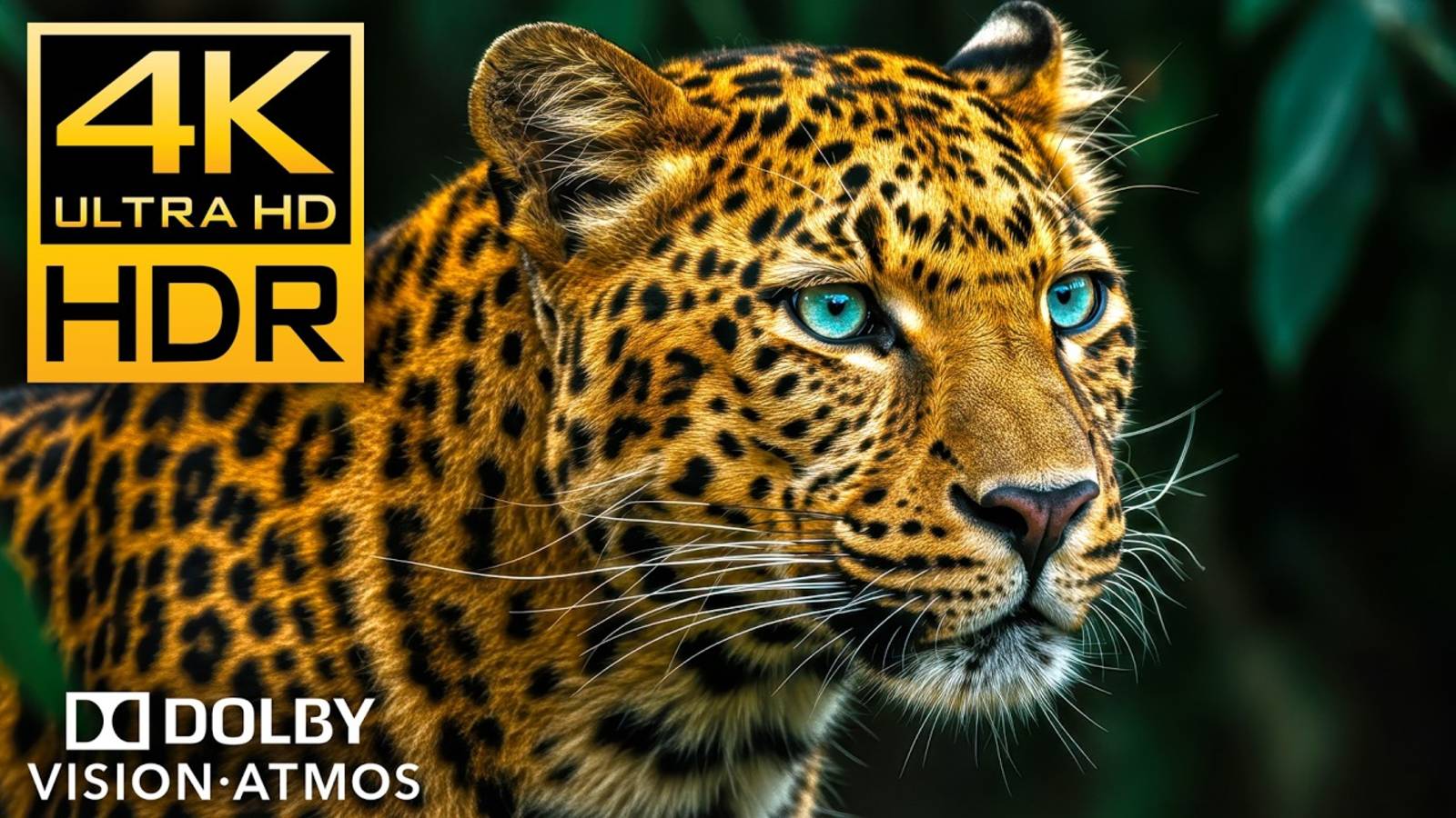 Дикая природа 4K HDR 120 кадров в секунду Dolby Vision - Видео в формате 4K Ultra HD #4K #ДИКАЯ ПРИР