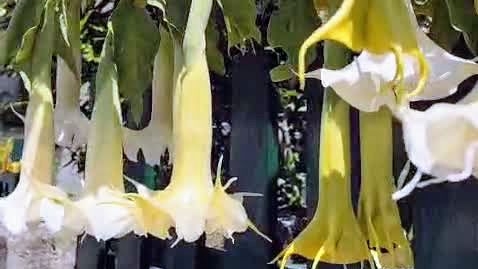 Цветут бругмансия, жасмин, камелия! Красота! Прогулка по Италии. Домашняя оранжерея.