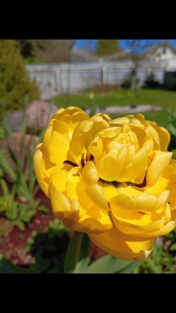 Садовые цветы 🌸