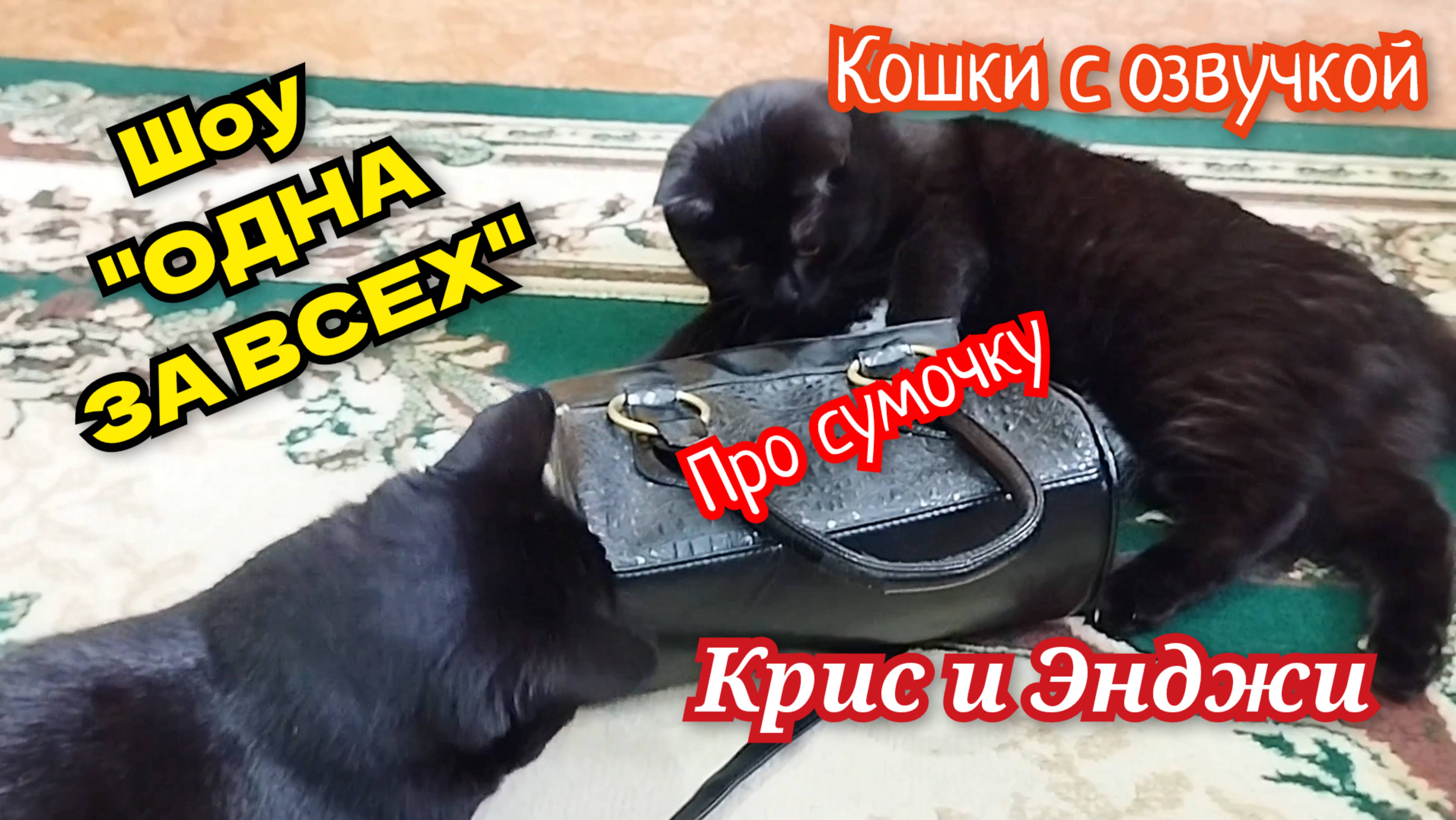 Кошки с озвучками. Смешная озвучка кошек из шоу "Одна за всех" (Крис и Энджи)