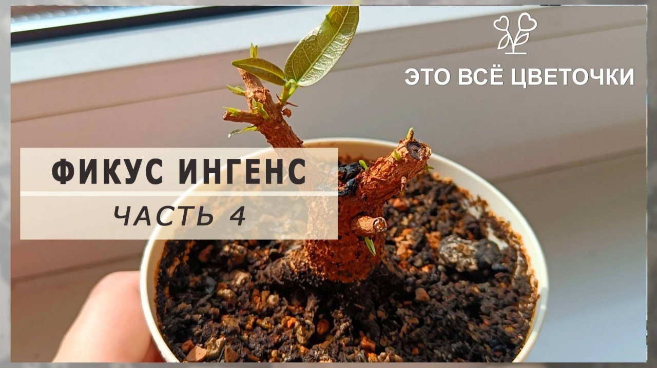 Фикус ингенс. Часть 4