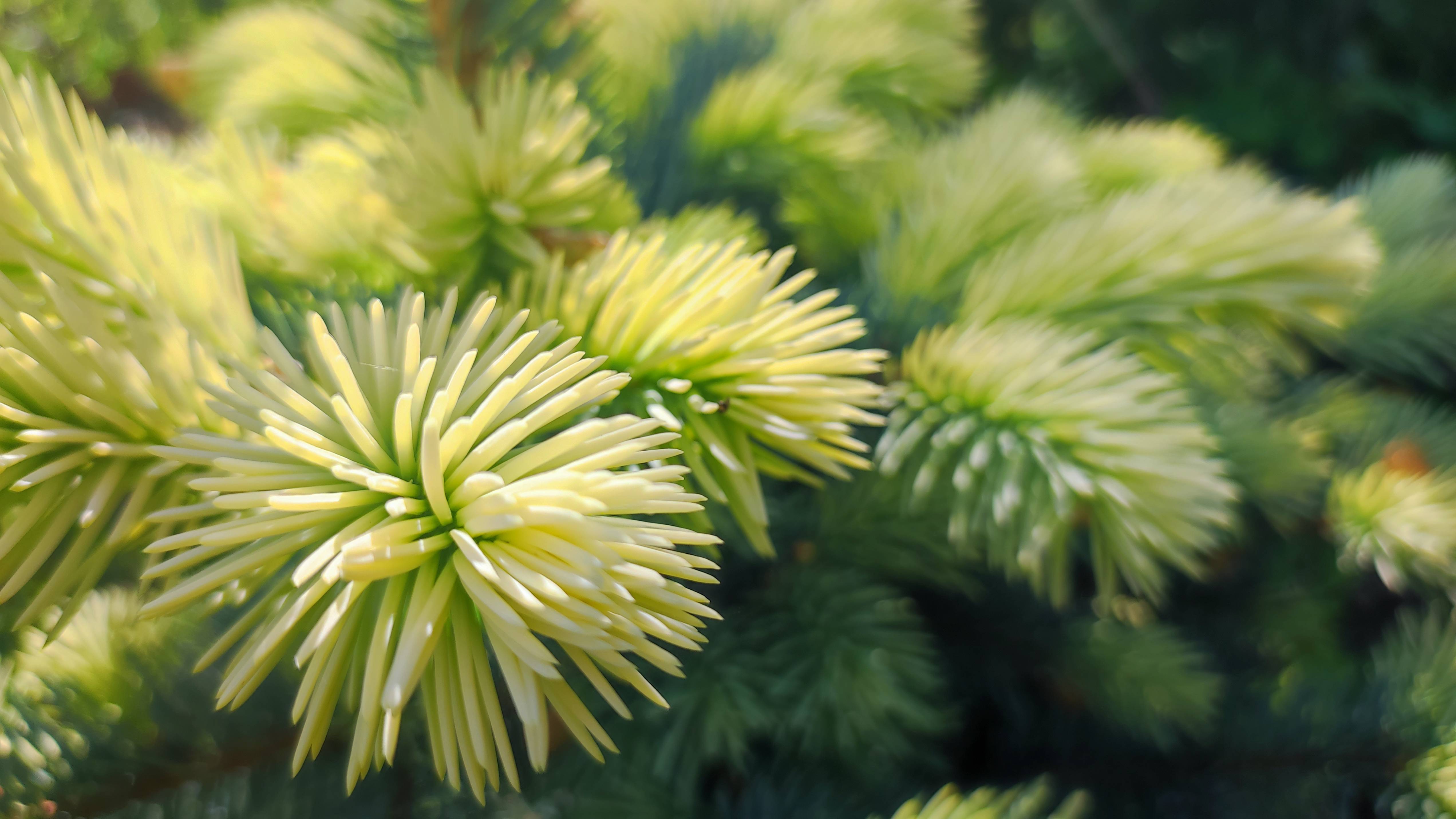 Наш сад 17.05. Хвойные, магнолии, пионы и др.