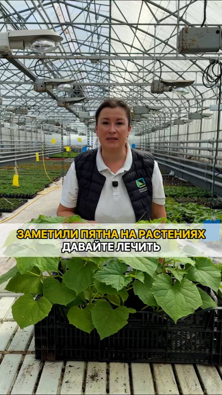 Как правильно лечить пятна на растениях.