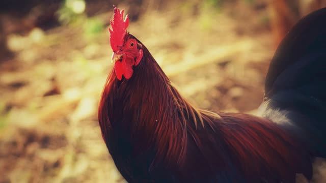 Звуки деревни. Пение Петуха