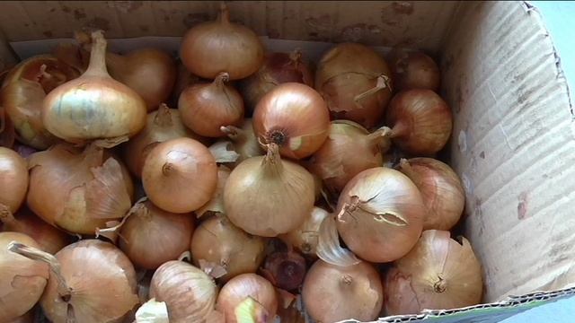 Как сохранился лук репка после зимы