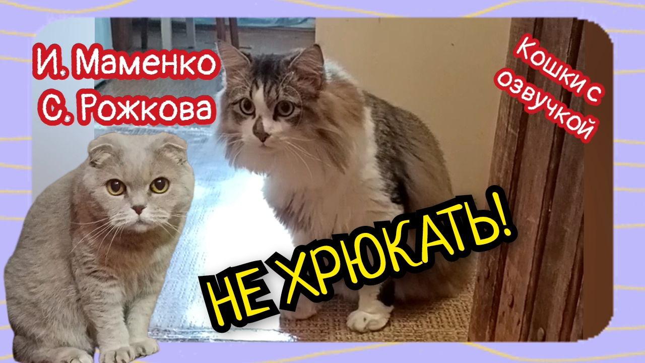 Кошки с озвучкой. НЕ ХРЮКАТЬ! С. Рожкова и И. Маменко