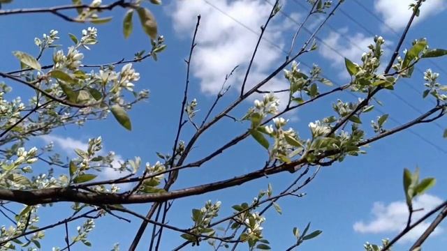 Весна в деревне  средней полосы России.