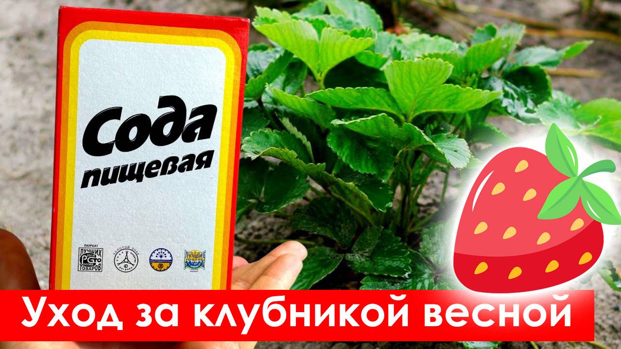 Как Ухаживать за Клубникой Весной. Обработка и подкормка клубники