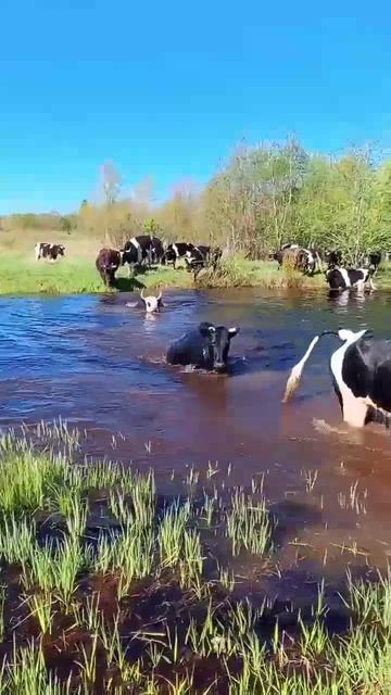 Видео от "Голока" Казань