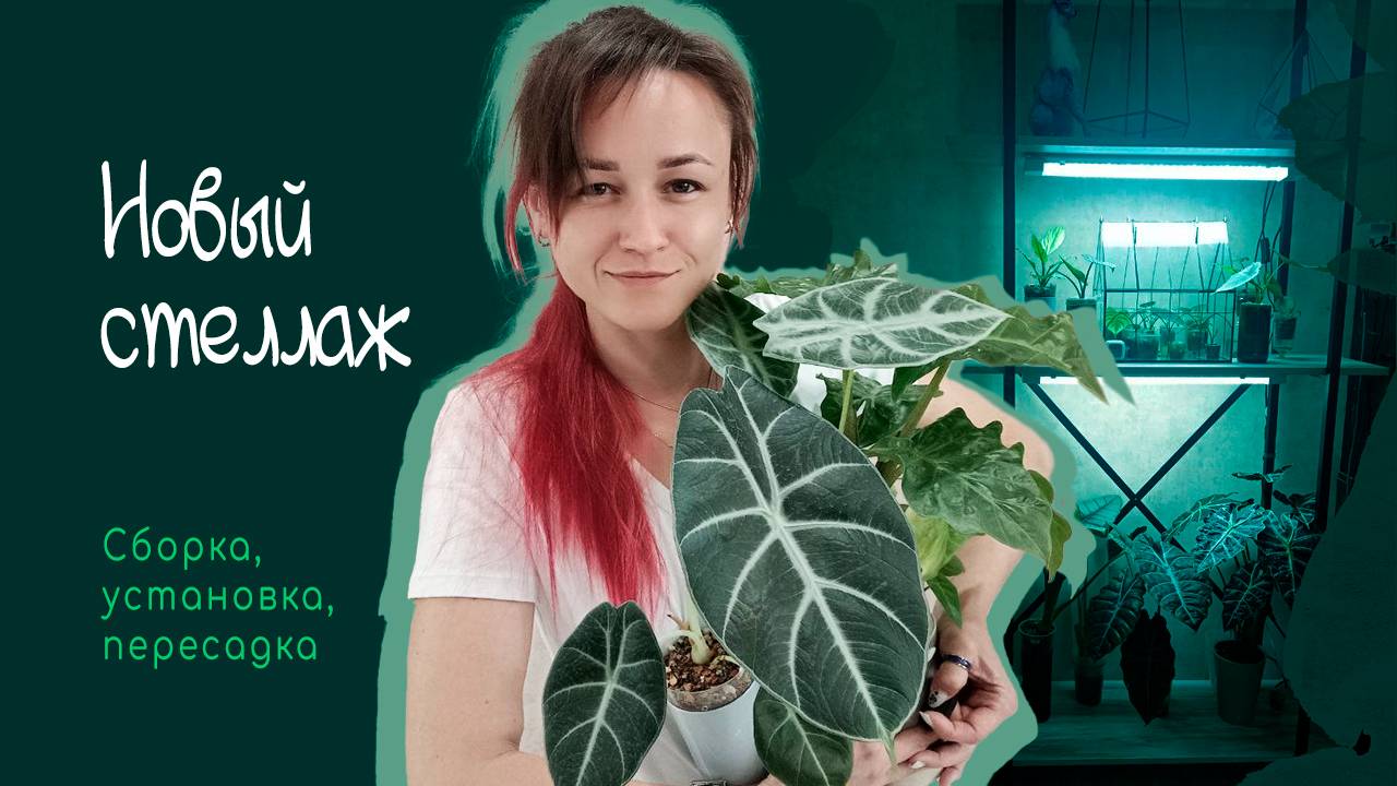 Сборка стеллажа, перестановки и пересадки деток алоказий