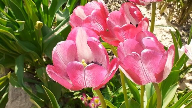 тюльпан ДЕЛЬ ПЬЕРО триумф