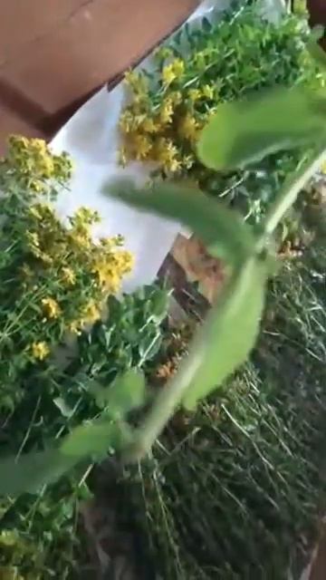 Зверобой- трава от 99 болезней