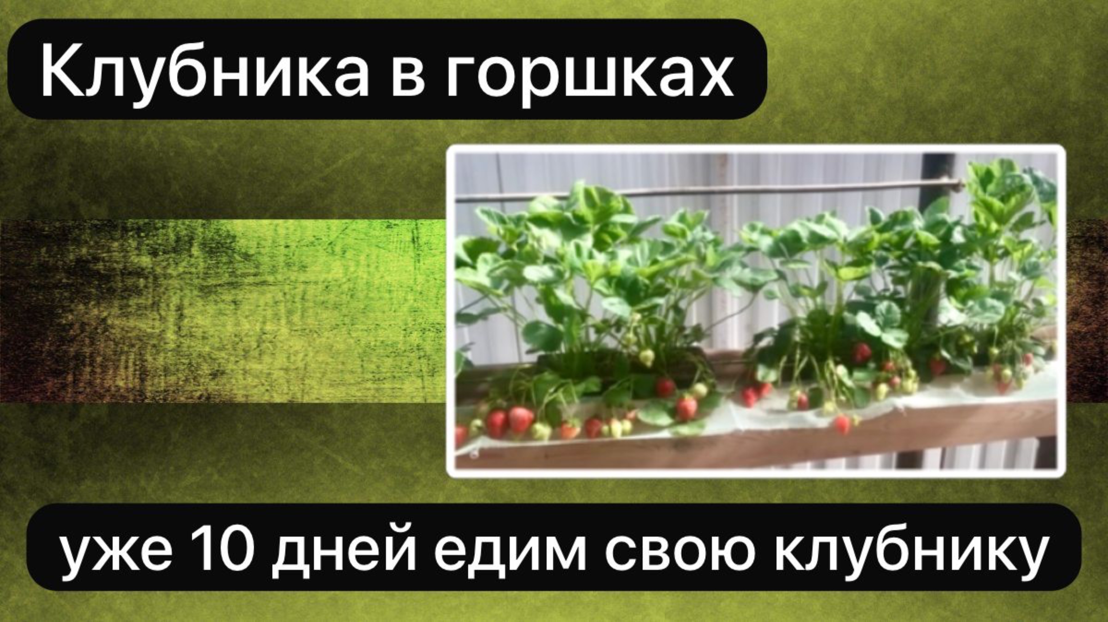 Клубника в горшках , едим уже 10 дней свою клубнику  22 мая  #топыкатегорий