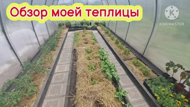 Обзор моей теплицы!!! Как подвязываю огурцы!