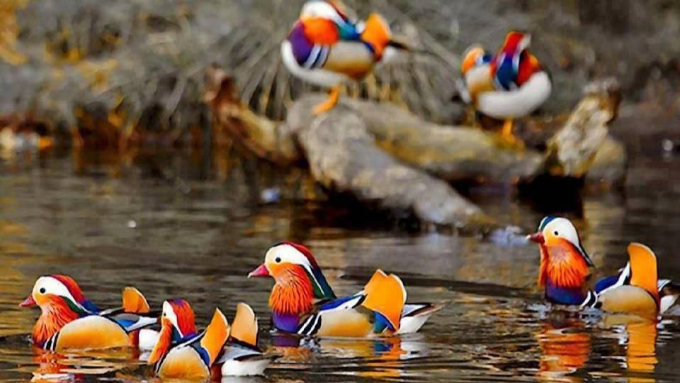 Китай. Город Ханчжоу. Утки - мандаринки