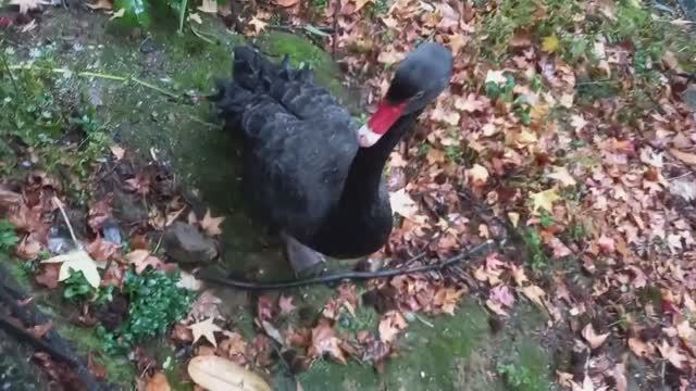 Черный лебедь и дождь....