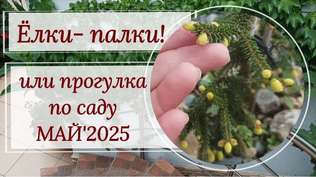 Ёлки- палки! Или прогулка по саду в МАЕ'2025
