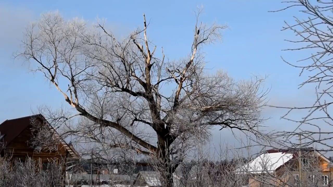 Чёрный дятел (желна) и река Большая Черемшанка.