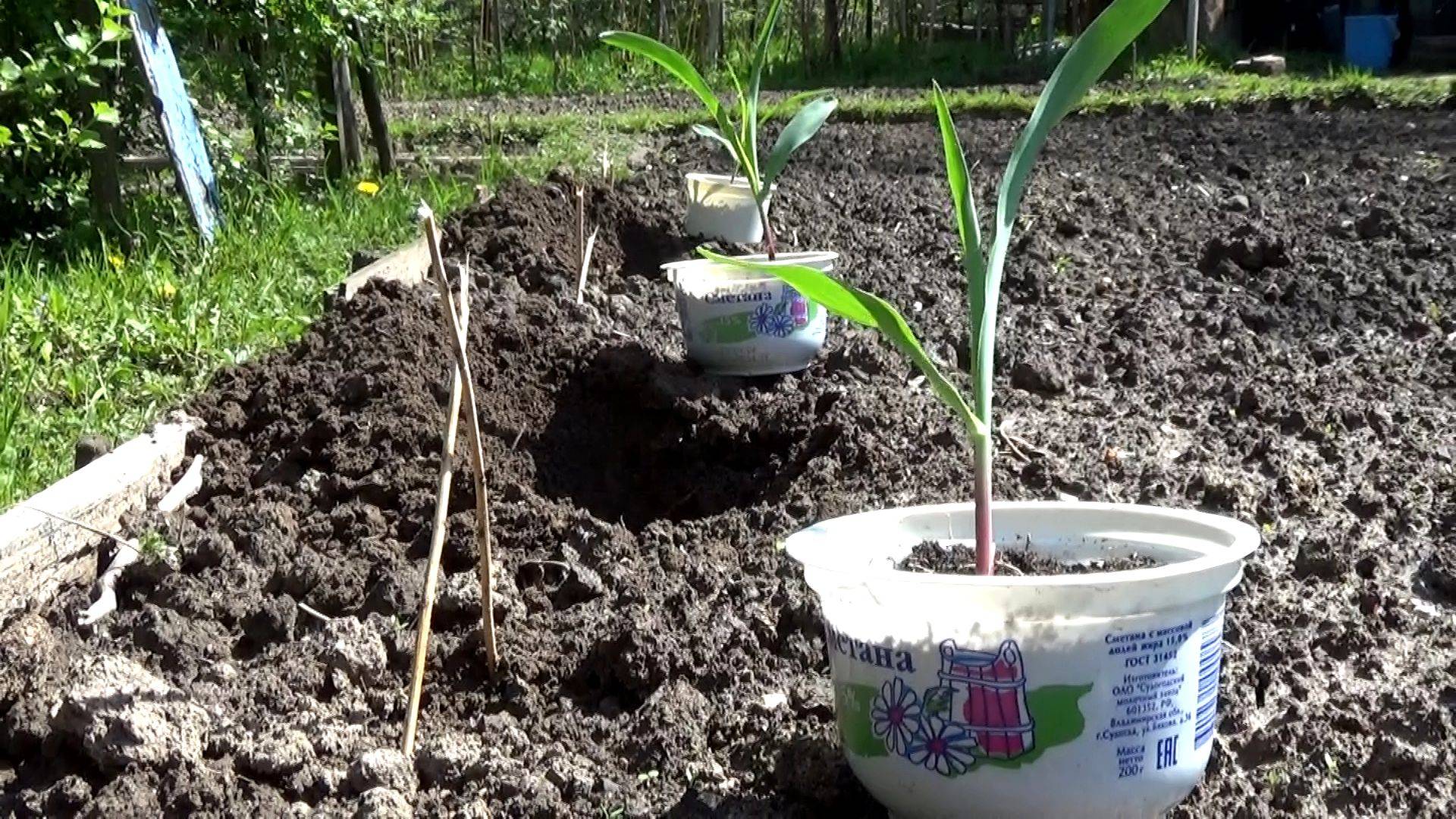 Высадил рассаду кукурузы. Владимирская область