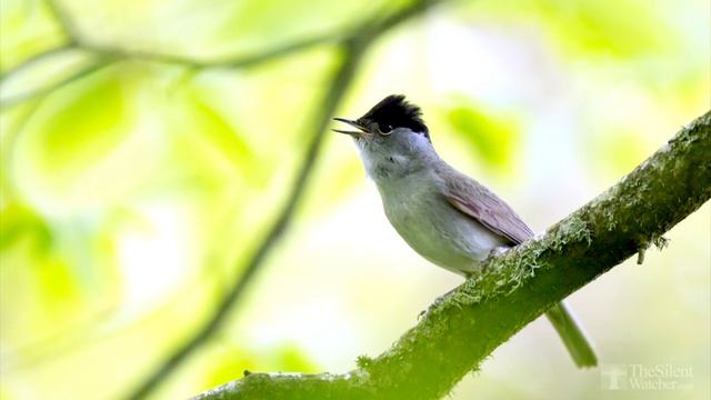 Невероятное пение птиц