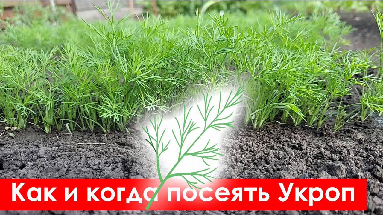 Как Посеять Укроп, чтобы получить быстрые всходы
