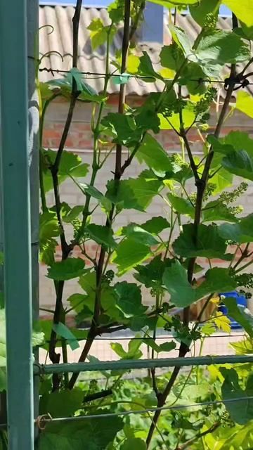 Саперави Северный расцвёл первый